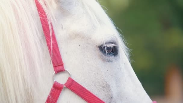 Augen des Pferdes, die sich am sonnigen Tag umsehen — Stockvideo