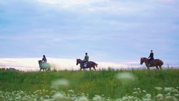 Skupina jezdců na koních jezdí vpřed pole při západu slunce — Stock video