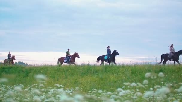 Groep van jonge renners op een paard galopperen vooruit het zomer-veld — Stockvideo