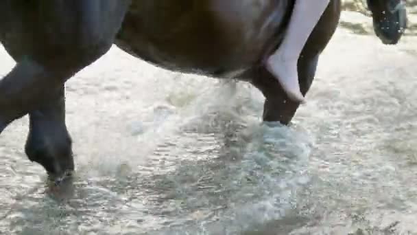 Svart häst stampar hans hov på floden och stänk vatten — Stockvideo