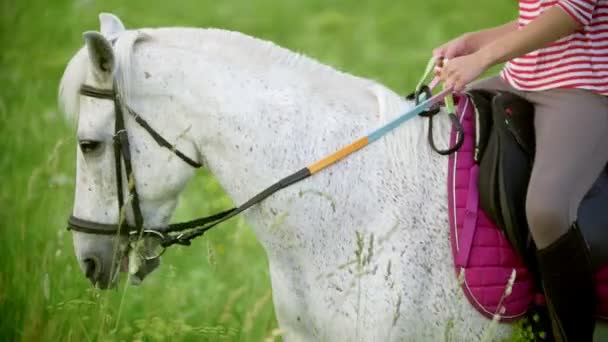 Jonge vrouw galopperen op paard door de weide op zomeravond — Stockvideo