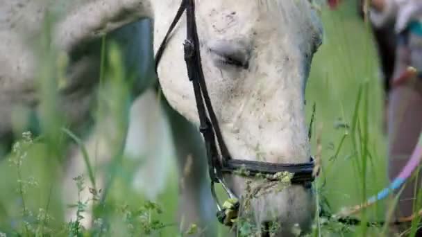 Chevaux mangeant de l'herbe verte dans la prairie d'été — Video