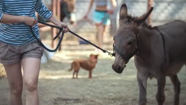 Uma mulher sacude a sujeira do burro nos estábulos — Vídeo de Stock