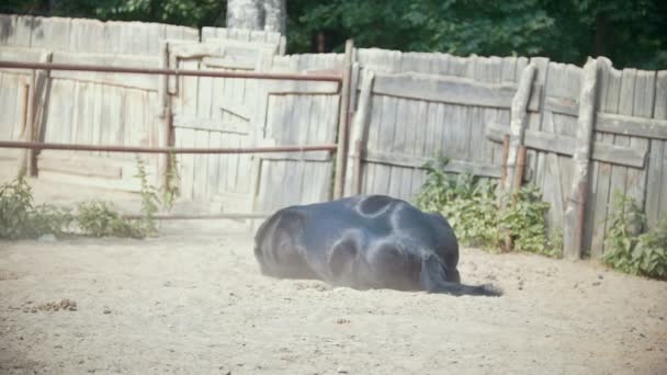 Лошадь лежит в загоне — стоковое видео