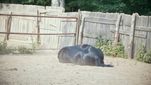 Horse lying in the paddock — Stock Video