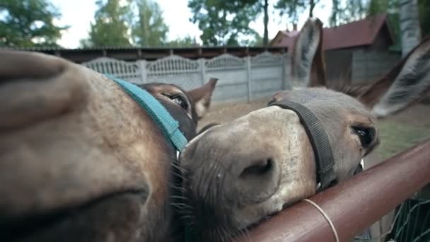 Dos burros hacen caras graciosas y miran a la cámara — Vídeos de Stock