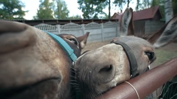 Deux ânes font des grimaces drôles et regardent la caméra 