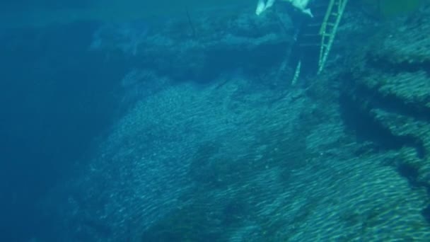 Jovem nadando debaixo d 'água no lago azul claro — Vídeo de Stock