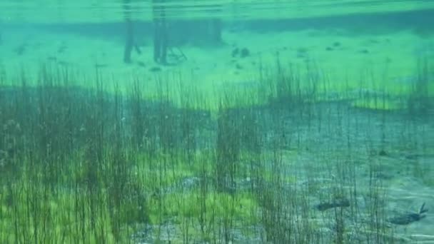 Plantas submarinas que crecen en el lago azul claro — Vídeo de stock