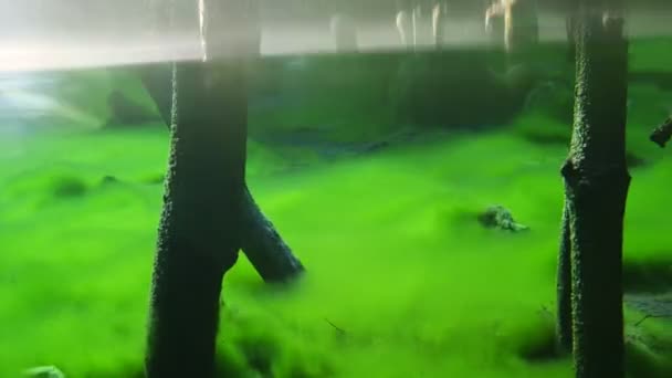 青い透明な湖の水中の緑シルト — ストック動画