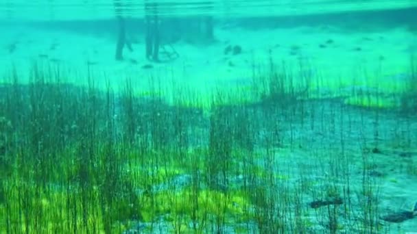 Plantas submarinas que crecen en el lago azul claro — Vídeo de stock