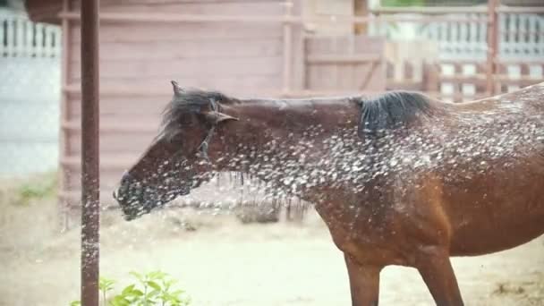 Pferd badet unter der Wasserspritze auf der Koppel — Stockvideo
