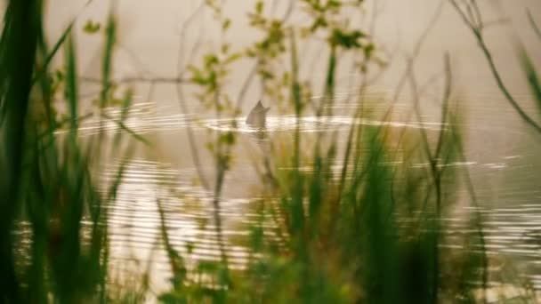 Дикая утка плавает в озере и погружает голову под воду, блики солнца — стоковое видео