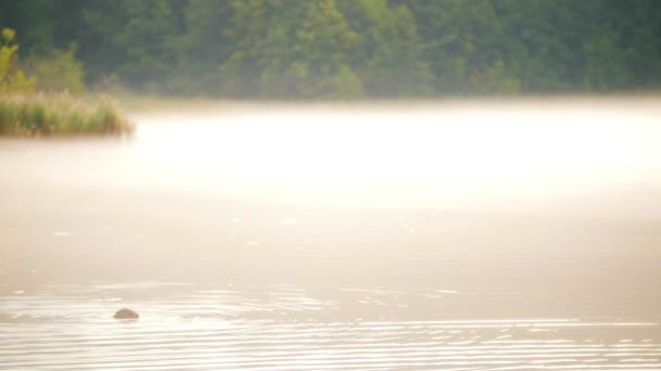 야생 오리는 매우 아름 다운 호수에서 수영 — 비디오