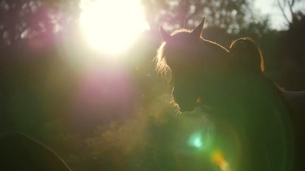 Silhueta de uma menina que caminha com cavalos na floresta no fundo de uma alvorada muito bonita — Vídeo de Stock