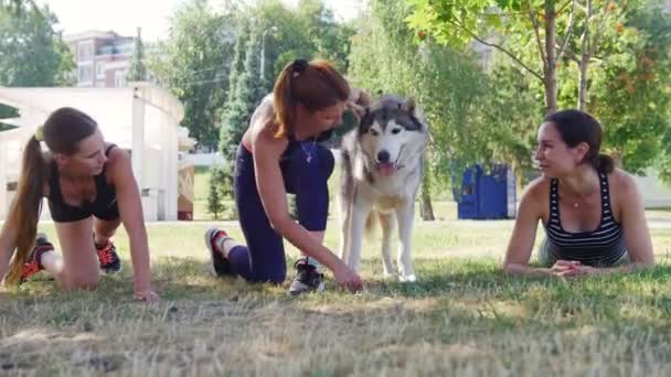 三年轻女孩与一只美丽的沙哑的狗, 在草做体育 — 图库视频影像