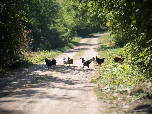 Galline e gallo attraversano la strada nel villaggio in estate — Foto Stock