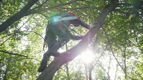 Un hombre con una sierra sube a un árbol para empezar a aserrar una rama — Vídeos de Stock