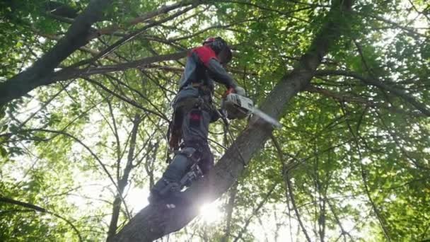 Un hombre en un árbol alto aserrando una motosierra delgadas ramas de árbol — Vídeo de stock