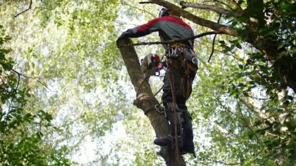 En man står på en hög pelare i ett träd, sågar av en logg och kastar den på marken — Stockvideo