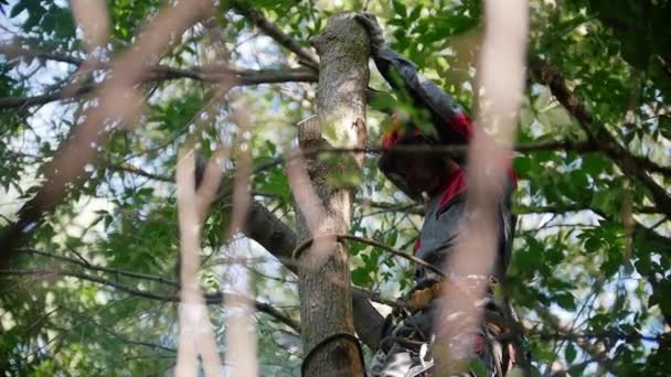 Hombre anónimo en un casco con un traje especial se sienta en un árbol, corta troncos y los tira al suelo — Vídeo de stock