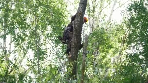 Een man op een boom naar beneden een boom frame op een speciaal apparaat aan een touw trekt, en een andere man neemt dit frame — Stockvideo
