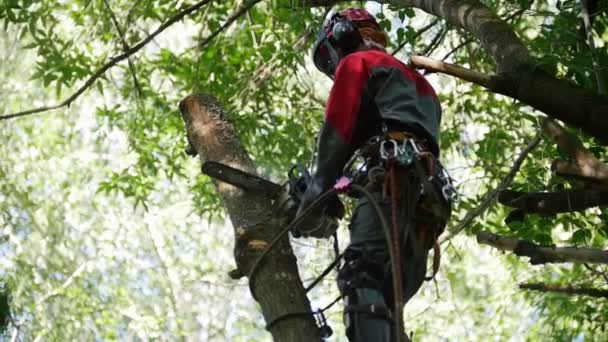 Ένας άντρας σε ένα κράνος σε ένα ειδικό κοστούμι πριόνισμα ξύλου, οπίσθια προβολή — Αρχείο Βίντεο