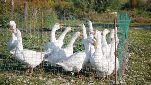 Vita gäss skapa buller och kacklande på landsbygden sommaren mitt i grönskan — Stockvideo