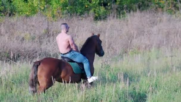Lekkoatletycznego mężczyzna z gołymi tułowia w dżinsowe spodnie i okulary przeciwsłoneczne, jazda konna koń brązowy kolor chodzenie na polu — Wideo stockowe