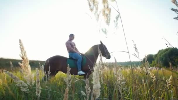 Un homme avec une construction athlétique assis sur un cheval au milieu du champ contre le soleil couchant — Video