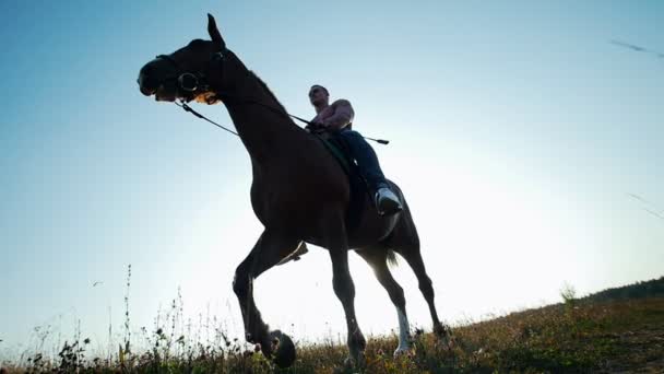 Hombre fuerte majestuoso sentado en un caballo, caminando en el campo en el verano en un día soleado — Vídeos de Stock