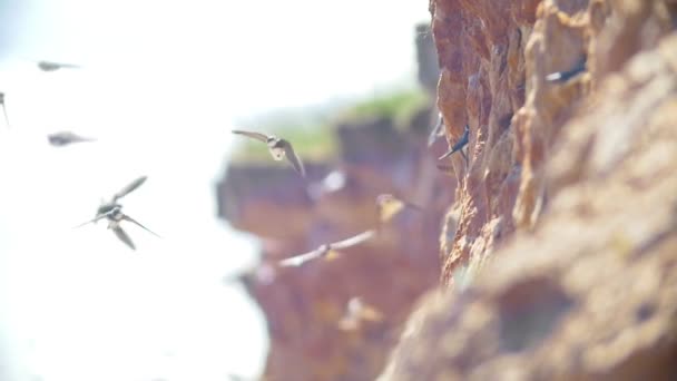 Schwalben fliegen an sonnigen Tagen um die Klippe — Stockvideo