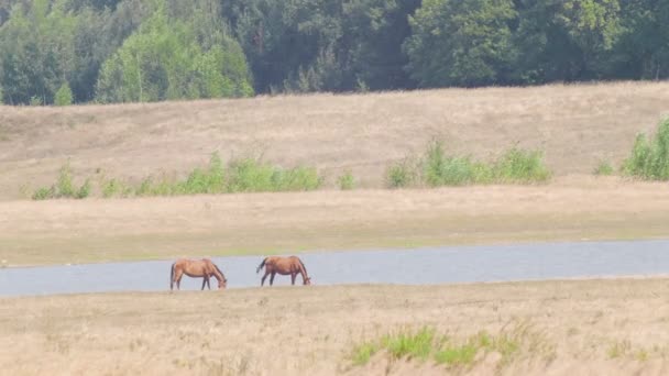 Природа. Тварина. Коні випасаються в полі біля річки влітку . — стокове відео