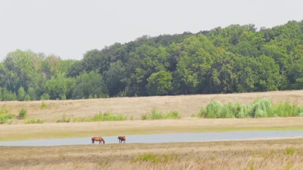 Paarden grazen in de natuur in het gebied, door de rivier, tegen de bomen — Stockvideo