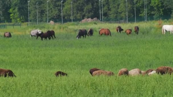 En primer plano hay ovejas pastando, en el fondo hay caballos pastando que se acercan a las ovejas. Verano, naturaleza, bosque . — Vídeo de stock