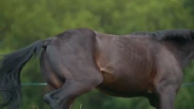 Kadın ile at yaz alanında yürüme