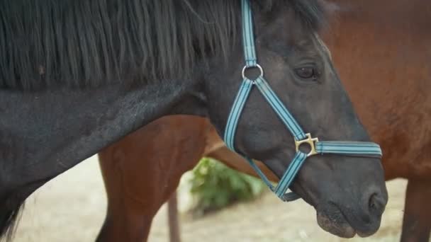 Güneşli bir gün yaz sahasının atlar — Stok video