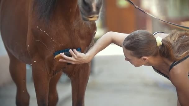 Joven mujer atractiva limpia caballo en el paddock, cámara lenta — Vídeo de stock