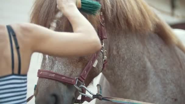 Heureuse jeune femme nettoie le cheval noir dans l'écurie 