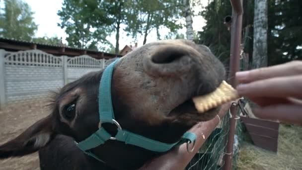 Dos burros hacen caras graciosas y miran a la cámara — Vídeos de Stock