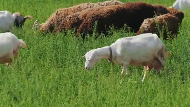 Lato, natura. Owce na pastwisku w polu żucia trawy — Wideo stockowe
