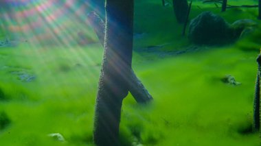 Yeşil ve kahverengi sualtı arka plan budak yakın çekim yukarı