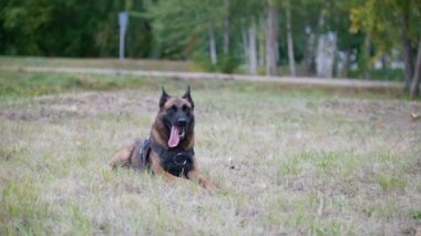 Dil gösterilen bir çim üzerinde oturan eğitimli çoban köpeği