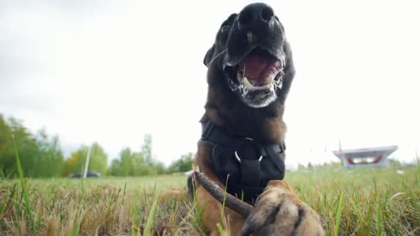 Trained big brown shepherd dog chews on camera
