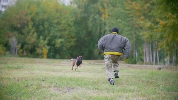 Ausbildung eines Schäferhundes im Angriff auf einen Arm. der Mann, der Schutz trägt — Stockvideo