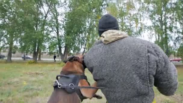 Utbildning sheepdog på attackerar. Hunden biter i armen. — Stockvideo