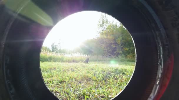 Le chien porte un pneu de voiture dans les dents. Forest. Mouvement lent — Video