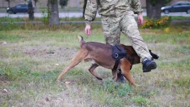 El hombre entrena a su perro para realizar un truco con caminar entre sus piernas. No se muestra ninguna cara — Vídeos de Stock