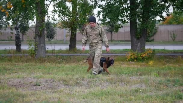 El hombre entrena a su perro para realizar un truco con caminar entre sus piernas — Vídeo de stock