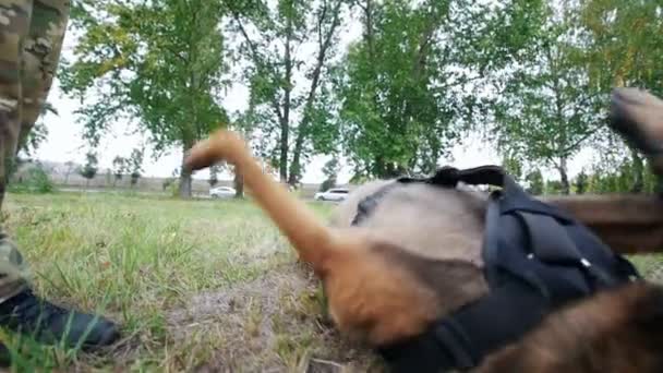 Der Mensch trainiert seinen Hund, Kommandos auszuführen. Kein Gesicht gezeigt — Stockvideo